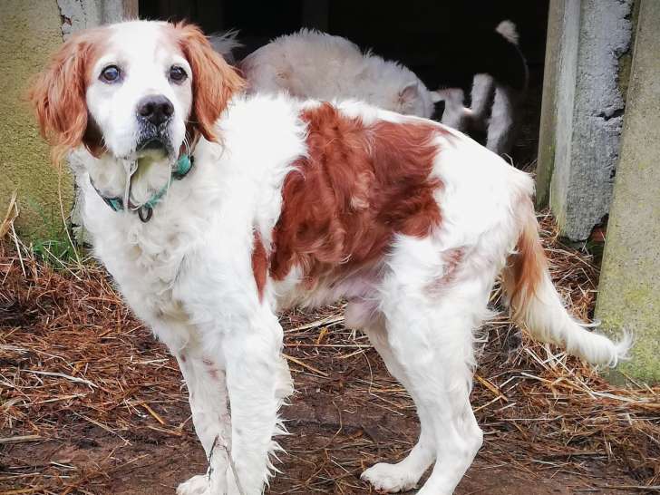 À adopter : chien roux et blanc