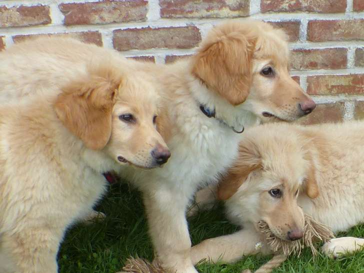 Chiots Hovawart à vendre