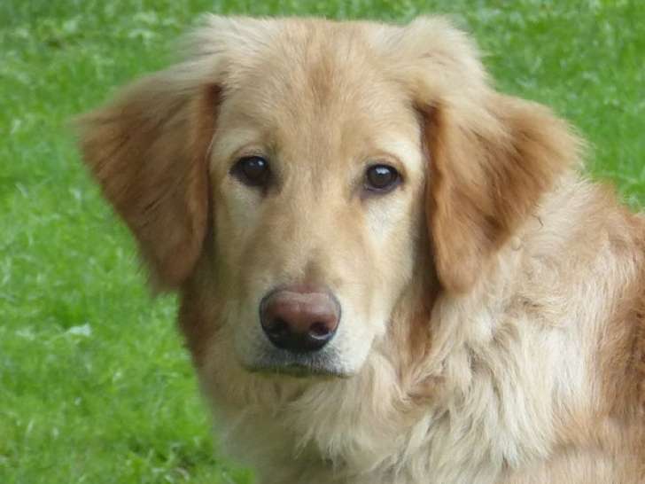 Chiots Hovawart à vendre