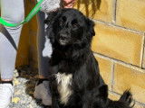 Disponible à l'adoption, chienne noire