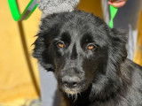 Disponible à l'adoption, chienne noire