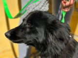 Disponible à l'adoption, chienne noire