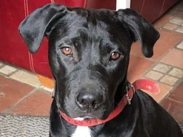 Disponible à l'adoption : chienne noire et blanche