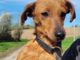Adoption disponible : chiot âgé de 6 mois