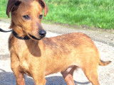 Adoption disponible : chiot âgé de 6 mois