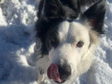 Mâle Border Collie disponible pour saillie
