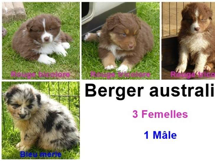 Chiots Berger Australien à réserver (8 femelles & 3 mâles)