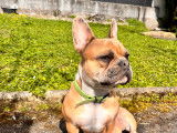 Mâle Bouledogue Français disponible pour saillie