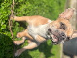 Mâle Bouledogue Français disponible pour saillie