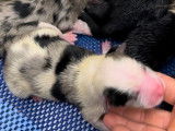chiots nés ce jour