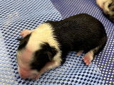 chiots nes le 1 juin