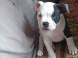 Mâle Bully blanc/black 8semaines