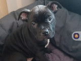 Bully femelle black 2 mois