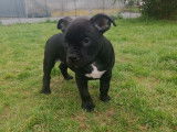 Femelle Bully Black 2 mois