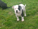 Mâle Bully blanc et noir 2 mois