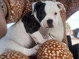 Chiots de race American Bully à vendre