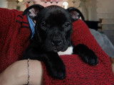 Chiots de race American Bully à vendre