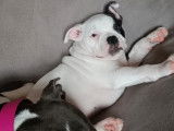 Chiots de race American Bully à vendre