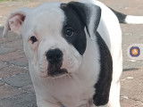 Chiots de race American Bully à vendre