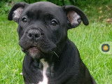 Chiots de race American Bully à vendre