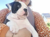 Chiots de race American Bully à vendre