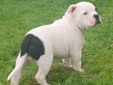Chiots de race American Bully à vendre