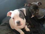 Chiots de race American Bully à vendre