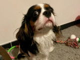 Beau mâle Cavalier King Charles disponible pour saillie