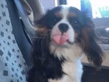 Beau mâle Cavalier King Charles disponible pour saillie