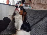 Beau mâle Cavalier King Charles disponible pour saillie