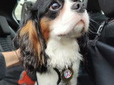 Beau mâle Cavalier King Charles disponible pour saillie