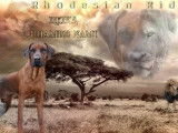 Chiot Rhodésian Ridgeback