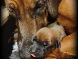 Chiot Rhodésian Ridgeback
