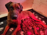 Chiot Rhodésian Ridgeback