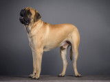 Mâle Mastiff Anglais disponible pour saillie