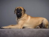 Mâle Mastiff Anglais disponible pour saillie