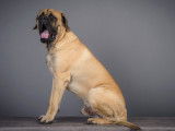 Mâle Mastiff Anglais disponible pour saillie