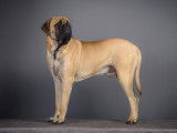 Mâle Mastiff Anglais disponible pour saillie