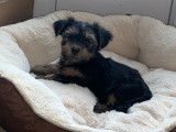 3 chiots Yorkshire Terrier à vendre
