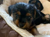 3 chiots Yorkshire Terrier à vendre