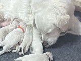 10 chiots Maggys