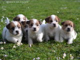 Chiots de race Jack Russell à vendre (3 femelles & 3 mâles)
