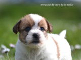 Chiots de race Jack Russell à vendre (3 femelles & 3 mâles)