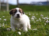 Chiots de race Jack Russell à vendre (1 femelle & 3 mâles)