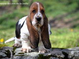 Chien de race Basset Hound à réserver