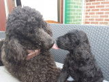 Chiot de race Caniche royal à vendre