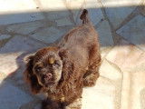 Chiots femelles Cocker Américain à vendre