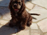 Chiots femelles Cocker Américain à vendre