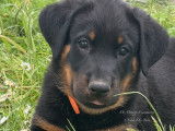 Chiots Beauceron LOF