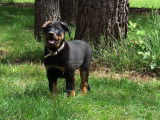 Chiots Beauceron LOF